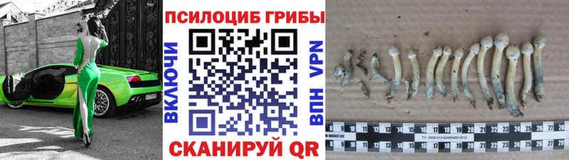 Галлюциногенные грибы Psilocybine cubensis  Изобильный 